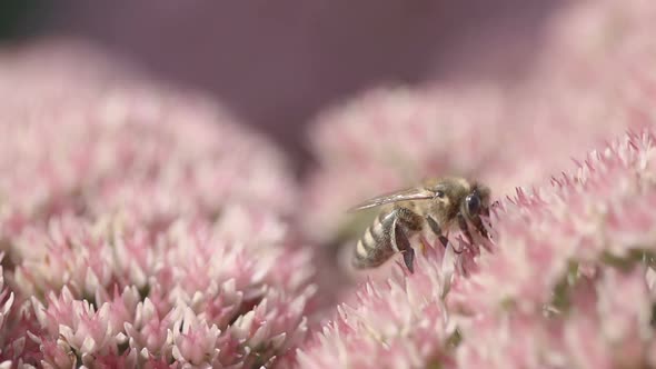Single Bee on Flower Slow Motion