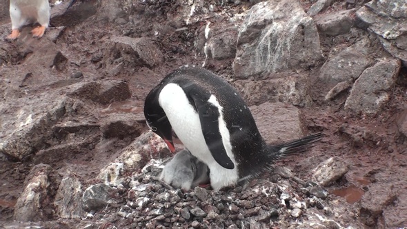 Antarctica. There are a lot of penguins resting on the rocks at Hope Bay. Antarctic Peninsula. alt