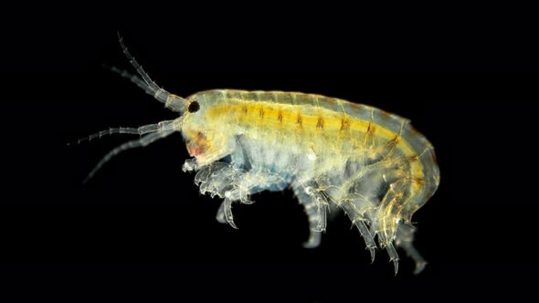 Amphipoda Gammarus Hyalella Azteca Crayfish Is a Good Food for Fish ...