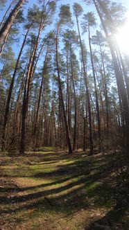 Vertical Video of the Forest Landscape Slow Motion alt