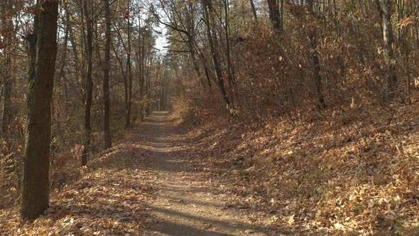 Backward flight trough the forest the woods 4K drone video alt