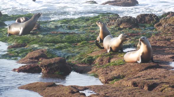 Sea Lions on Rocks in La Jolla. Playful Wild Eared Seals Crawling on Stones and Seaweed. Pacific