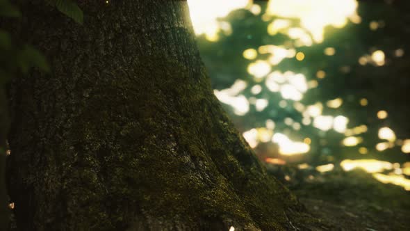 Fantasy Firefly Lights in the Magical Forest alt