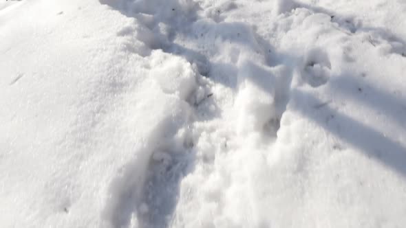 Frozen forest walk by winter  slow-mo 1920X1080 FullHD video - Relaxing walk  over clean white snow  alt