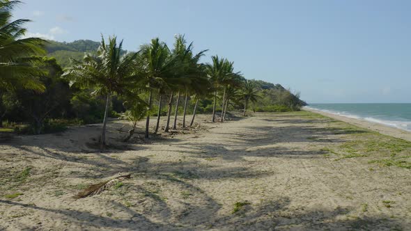 Aerial, Palms On Wangetti Sand Beach In Cairns In Queensland, Australia