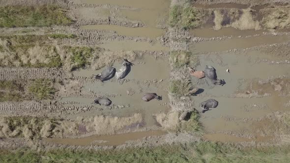 Aerial footage of buffaloes lying in water in rice paddy fields and egrets. Langkawi, Malaysia. alt