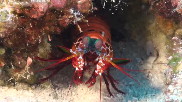 Mantis shrimp (Odontodactylus scyllarus) cleaning itself close up shot alt