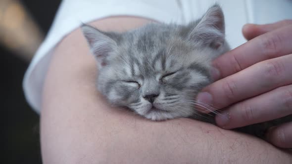 Scottish Straighteared Gray Kitten Sleeps in Arms of Owner of House alt