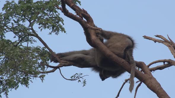 Lazy Baboon Monkey Sleeping in the Tree alt
