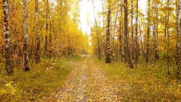 Road In Autumn Forest Nature