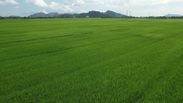 The Paddy Rice Fields of Kedah and Perlis, Malaysia alt