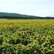 Drone View Flying Over a Blossoming Sunflower Field - VideoHive Item for Sale