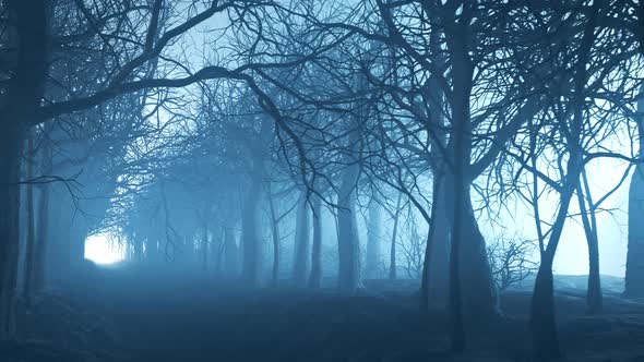 Forest alley in dense fog. Bare trees during winter. Dark moody landscape. alt