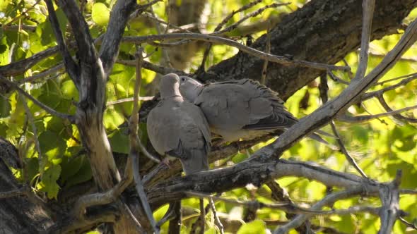 Eurasian Collard doves kissing, showing affection to each other in a tree alt