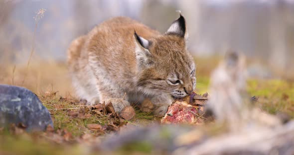 Close-up of a Beautiful Eurasian Lynx Cub Eating Meat in the Forest