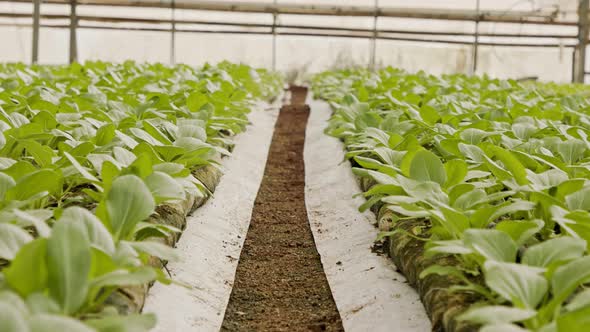 Rows of plants growing inside a large greenhouse alt