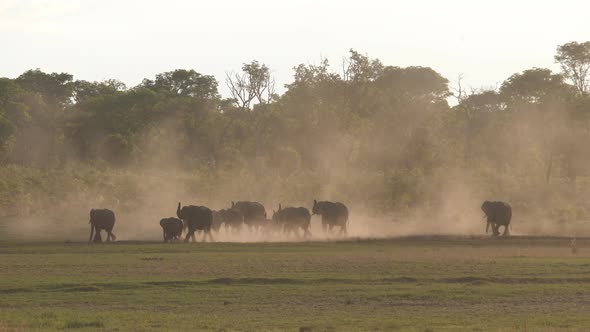 Herd of African Bush elephants walking on a dry savanna during sunset alt