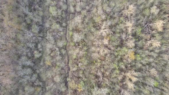 Flying over the trees alt