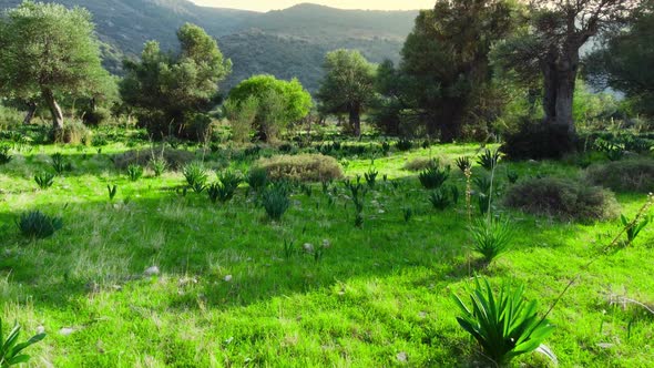 Moving Through Forest with a Large Olive Tree at the Front and Green Grass at Summer Season Aerial alt