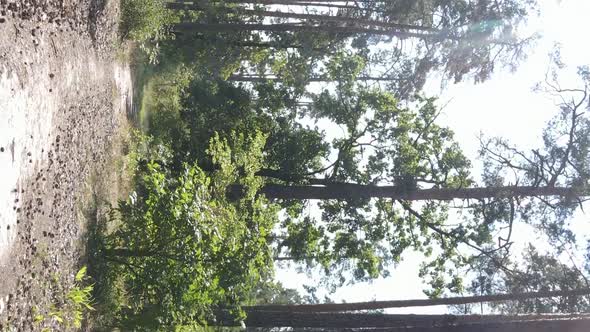 Vertical Video of a Beautiful Forest in Summer alt