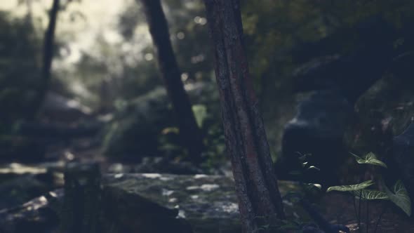 Fog in the Mysterious Rainforest alt