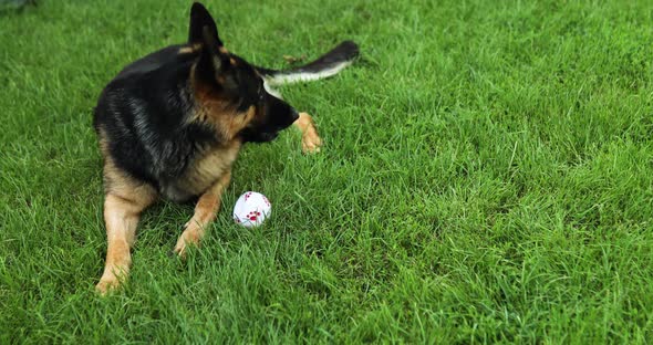 German shepherd dog playing with an white ball in its mouth, lyuing on the grass alt
