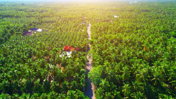 Aerial view over coconut groves at Amphawa, Samut Songkhram Province alt