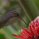 Bright red flower in the jungle found by Saw-billed Hermit hummingbird to drink nectar - VideoHive Item for Sale