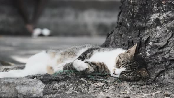 Hungry Homeless Cat Lies and Sleep on the Street in Africa Stone Town Zanzibar alt