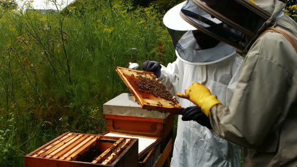 Beekeepers holding and examining beehive alt