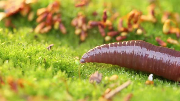 An Earthworm Is a Terrestrial Invertebrate That Belongs To the Class Clitellata alt