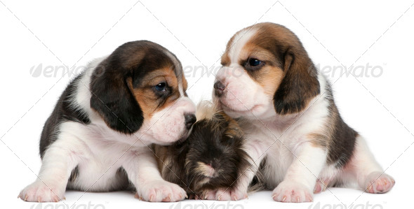 Two Beagle Puppies, 1 month old, and Peruvian guinea pig, 6 months old, in front of white background - Stock Photo - Images