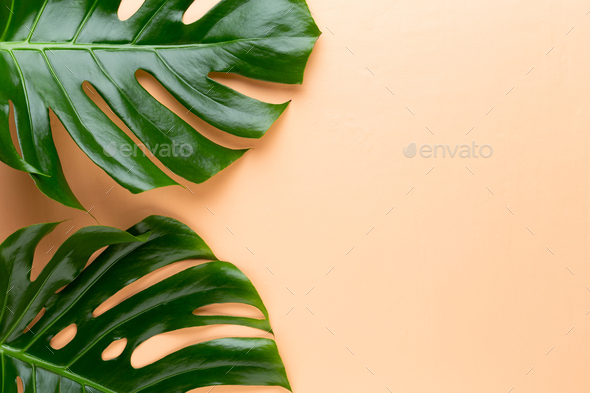 Tropical Jungle Leaf, Monstera, resting on flat surface, on peach background.