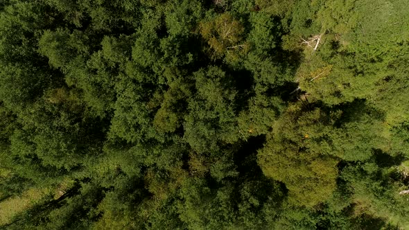 Green Forest and Trees Aerial View alt
