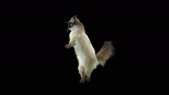 Cat Dancing 4K alt