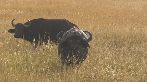 Two African buffaloes on dry grass alt