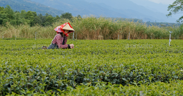 Woman work at the tea farm