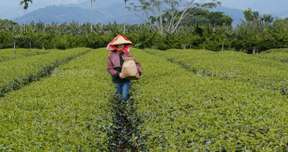 Woman pick the tea leave in the farm