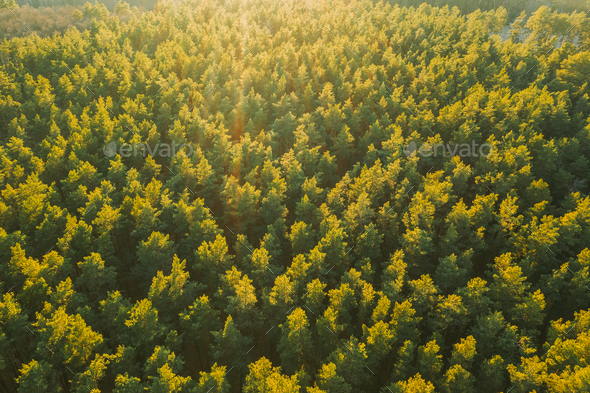 Aerial View Of Green Pine Coniferous Forest In Landscape During Sunset In Spring. Top View From