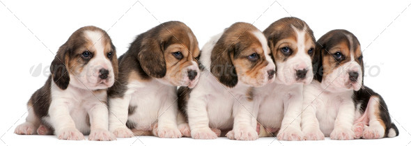 Group of Beagle puppies, 4 weeks old, sitting in a row in front of white background