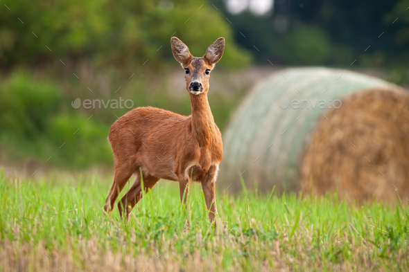 Roe deer doe standing on hay field in summer nature - Stock Photo - Images