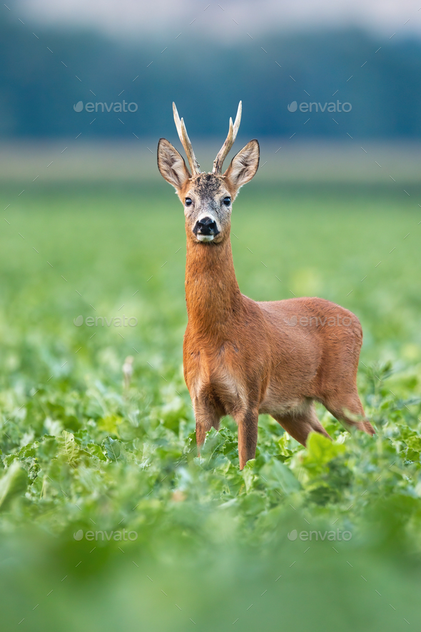 Alert roe deer buck standing on field in summer nature - Stock Photo - Images