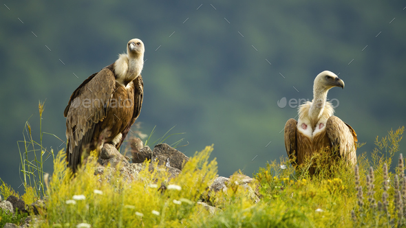 Two majestic griffon vultures sitting on rocks in summer - Stock Photo - Images