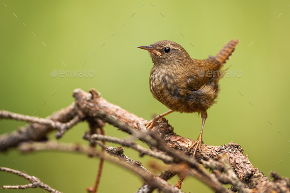 Eurasian wren sitting on branch in summertime nature - Stock Photo - Images