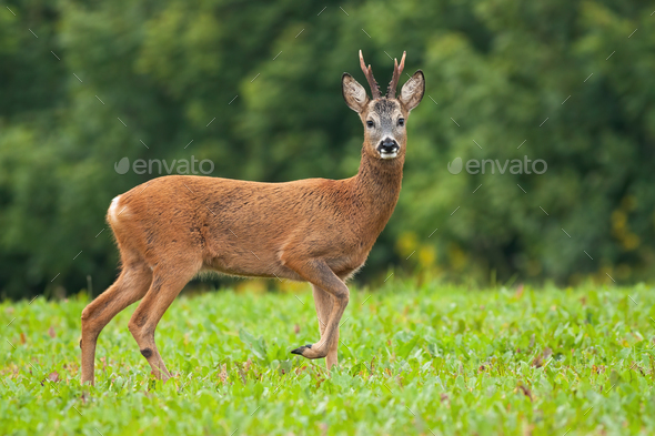 Roe deer male standing on meadow in summertime nature - Stock Photo - Images