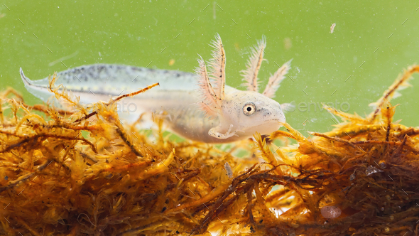Danube crested newt larva swimming in marsh under the water - Stock Photo - Images
