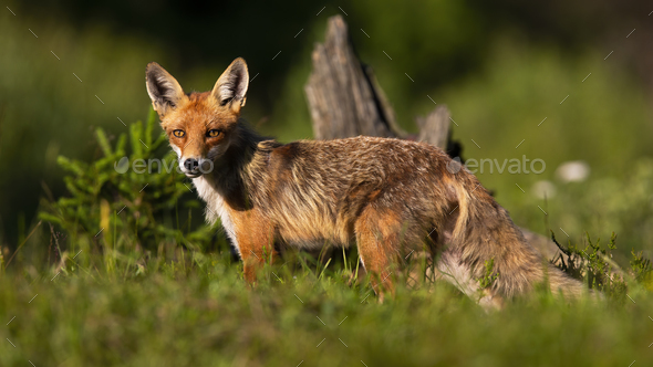 Calm red fox standing on meadow in summer nature - Stock Photo - Images