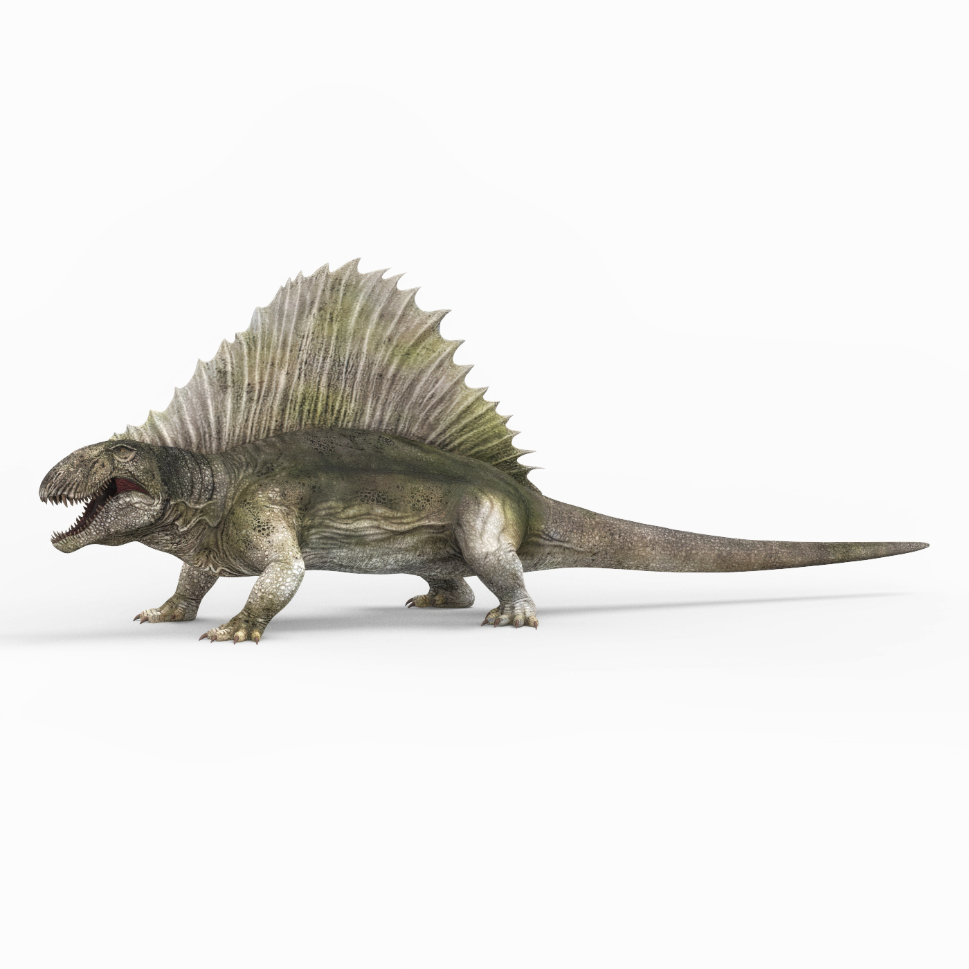 Dimetrodonte, Dinossauro 3D de Madeira