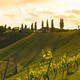 A Beautiful Sunset over a Styrian Vineyard in Austria