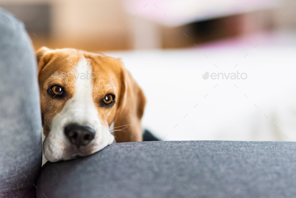Beagle dog lying on couch, portrait in bright interior